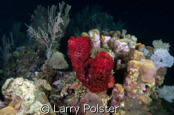 Seascape, night dive, Nikon D-300, twin Ikelite D-125 str... by Larry Polster 